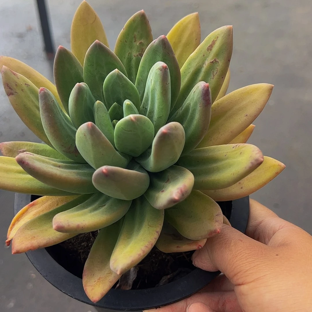 海洋之歌大单头多肉