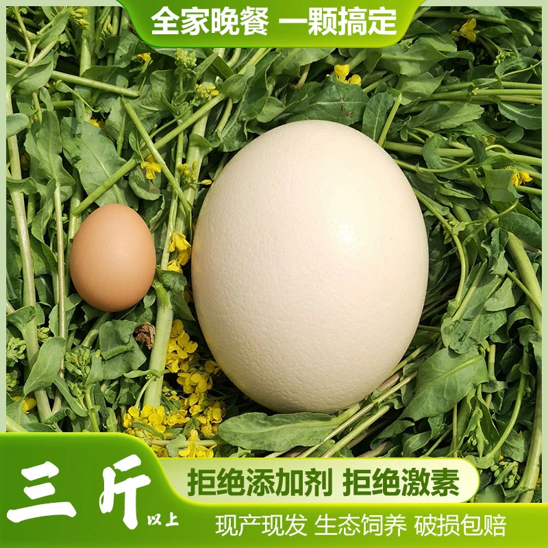 鸵鸟蛋新鲜鸵鸟蛋大号鸵鸟蛋鸸鹋蛋鸸鹋蛋大号