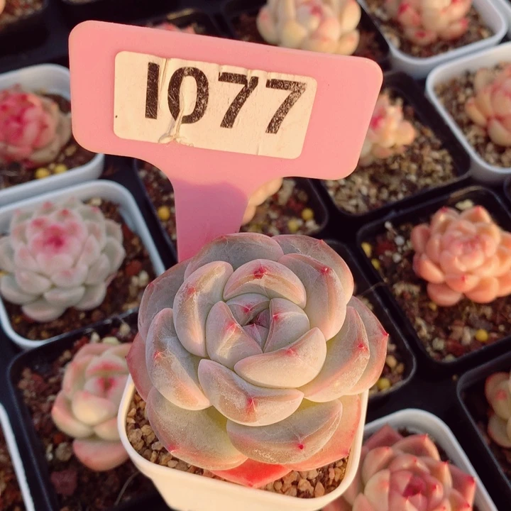 太妃糖5cm多肉植物