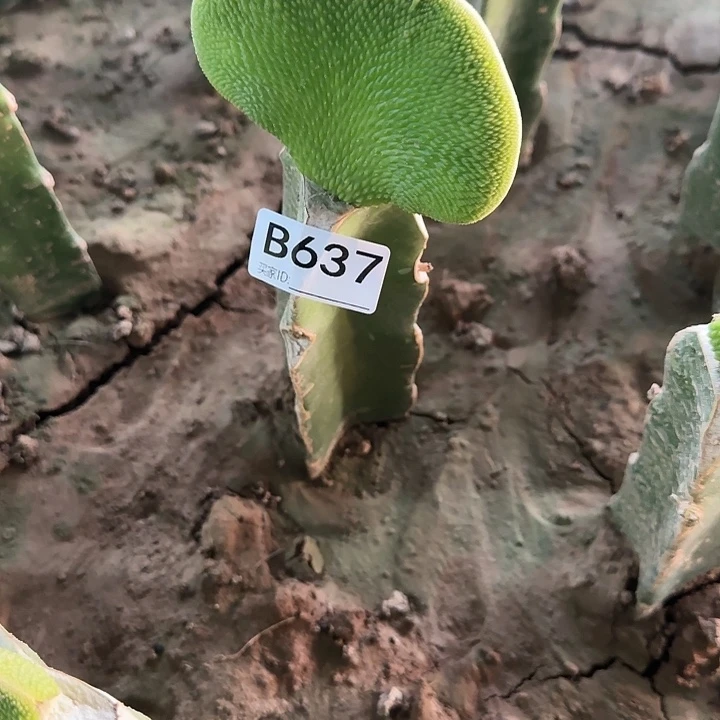 水*嫁接青蛇缀化637