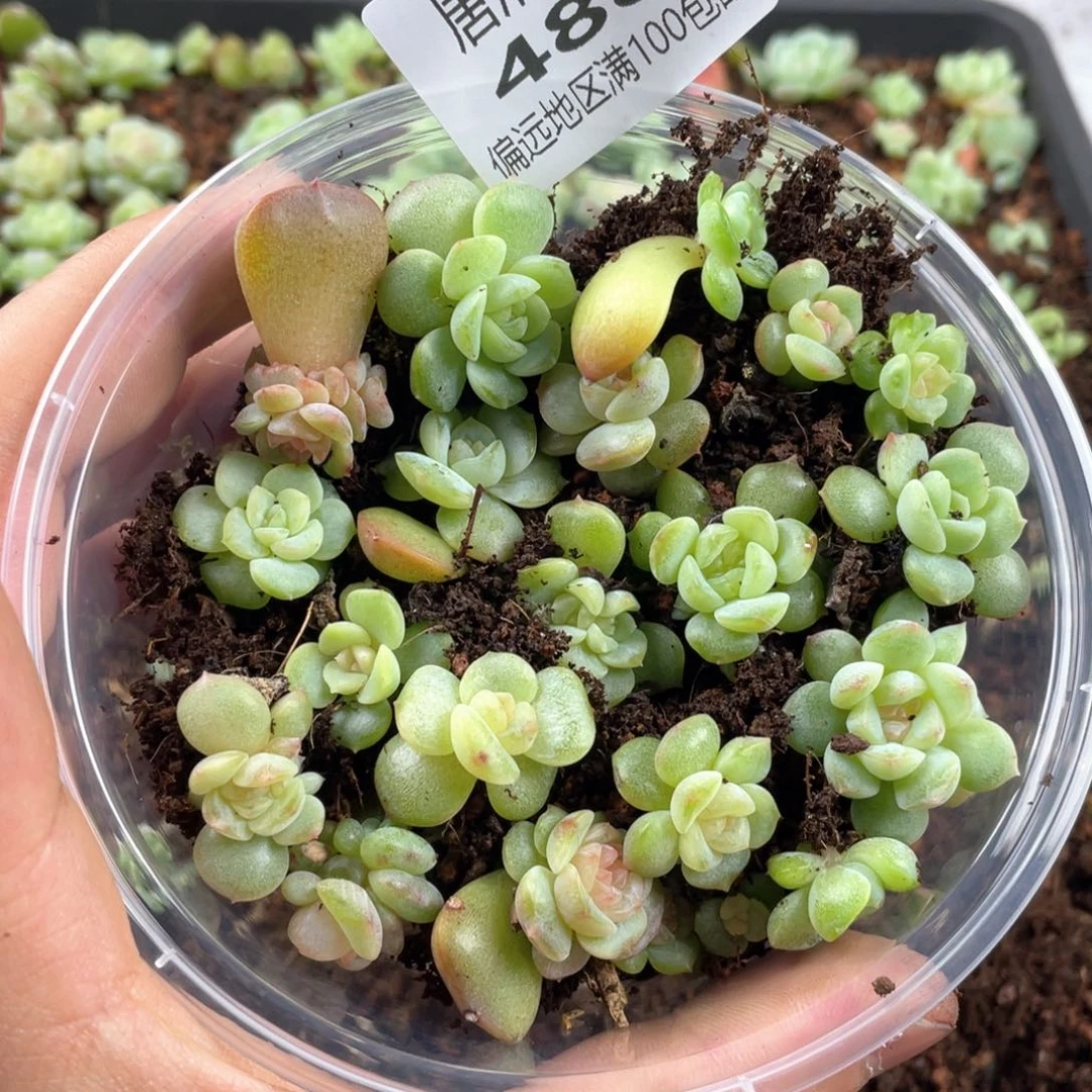 圆叶彩糖混一物一拍488