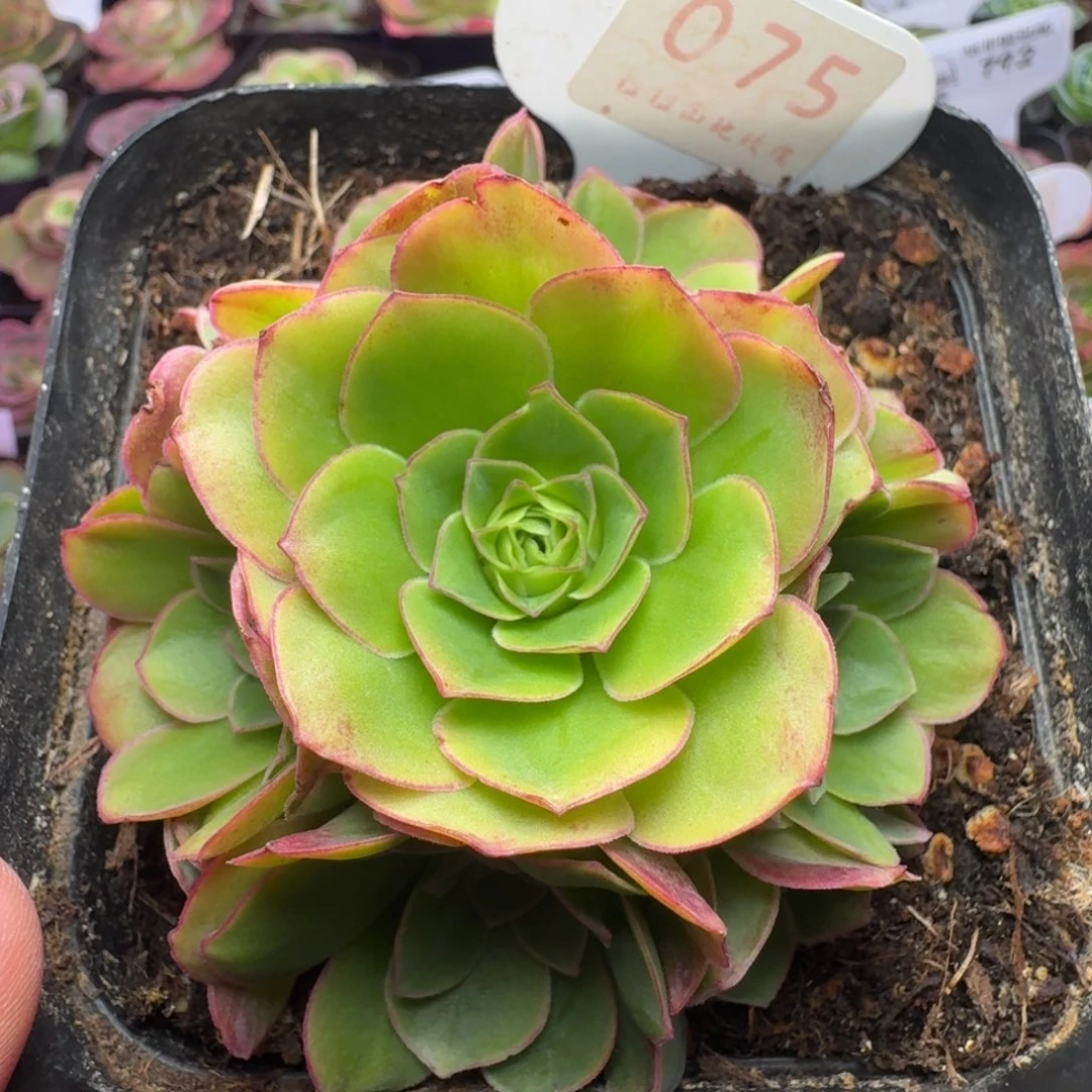 楹楹-75冠幅  6Cm