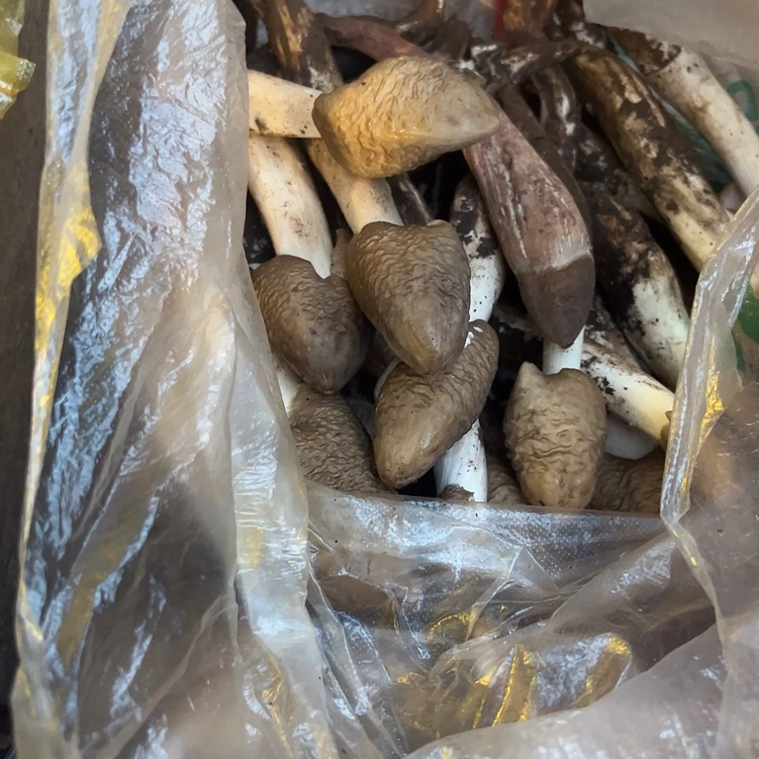 野生鸡棕菌中国大陆1.9里面220代购无售后鸡棕菌