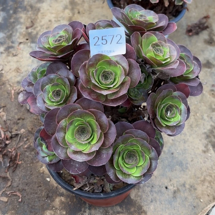 魅金玫瑰处理不包断头多肉2572