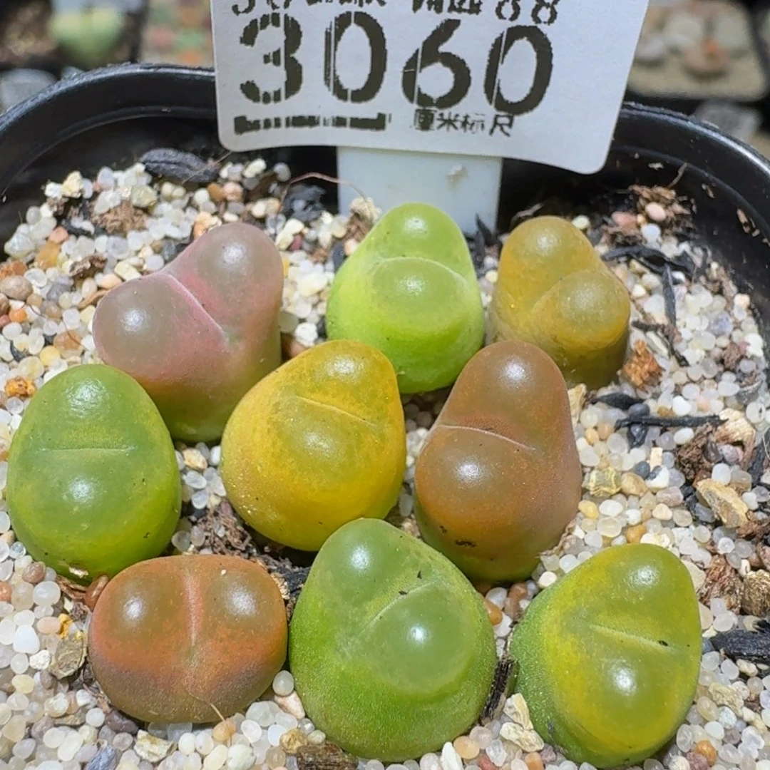 Ssss精品生石花3060
