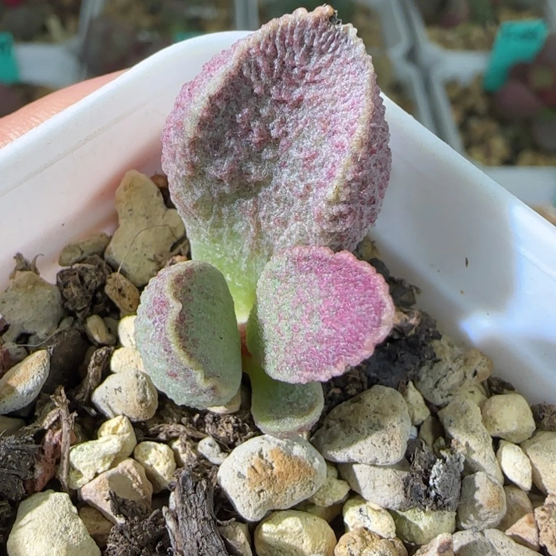 实生叶插，四方盆发