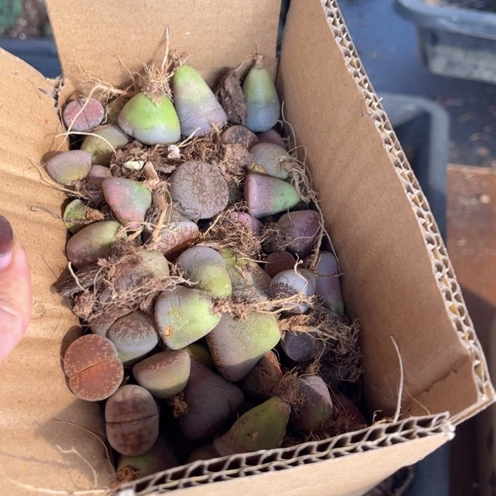 一箱拖土单头888888888