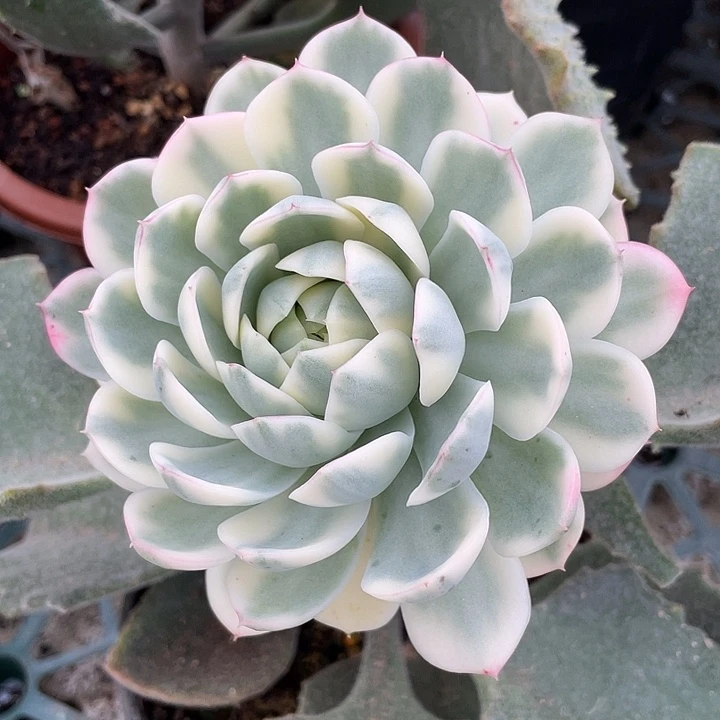 粉水晶锦。一物一拍