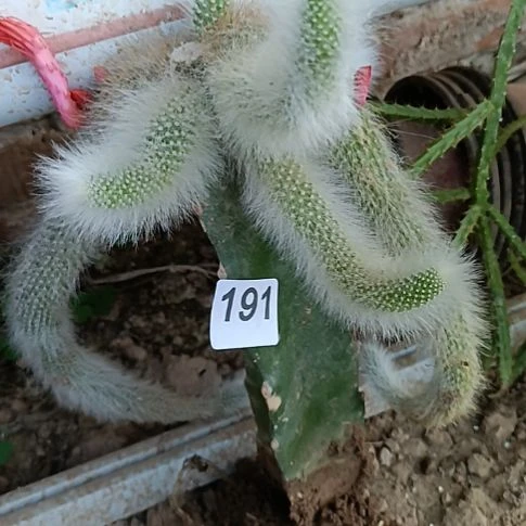 远***红九尾狐一棵红色花一棵191