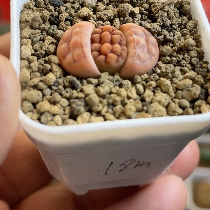 佳人园艺多肉生石花超级花纹玉优选18