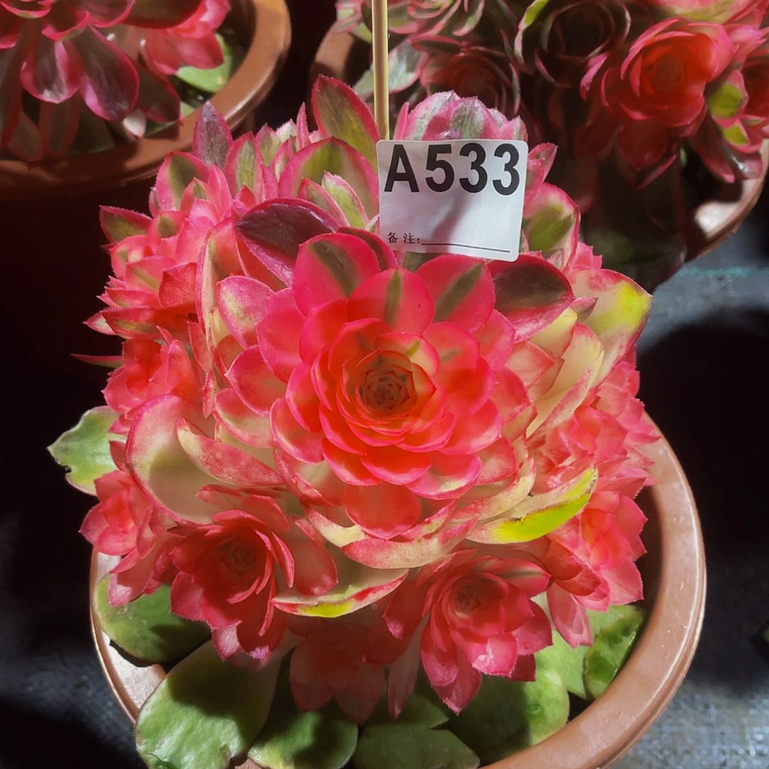 荔枝533美法师，脱土发货