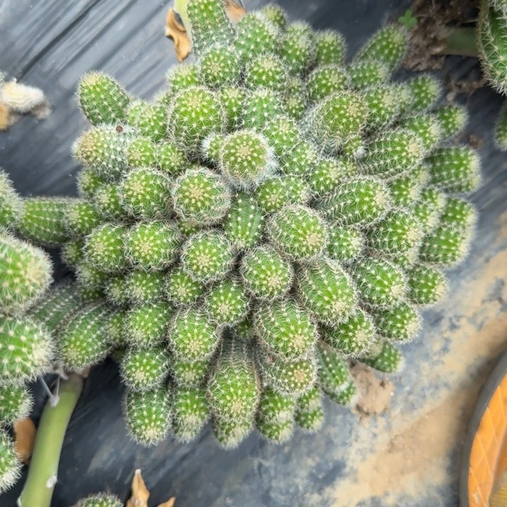 白檀仙人掌479白檀407