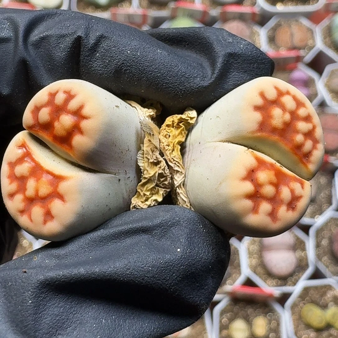 生石花111111。  258