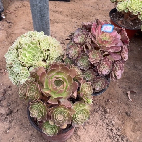 644多肉植物脱土发货