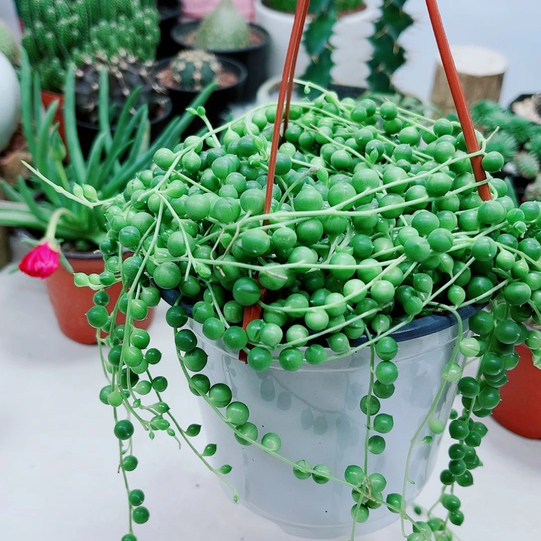 大盆福珠多肉植物