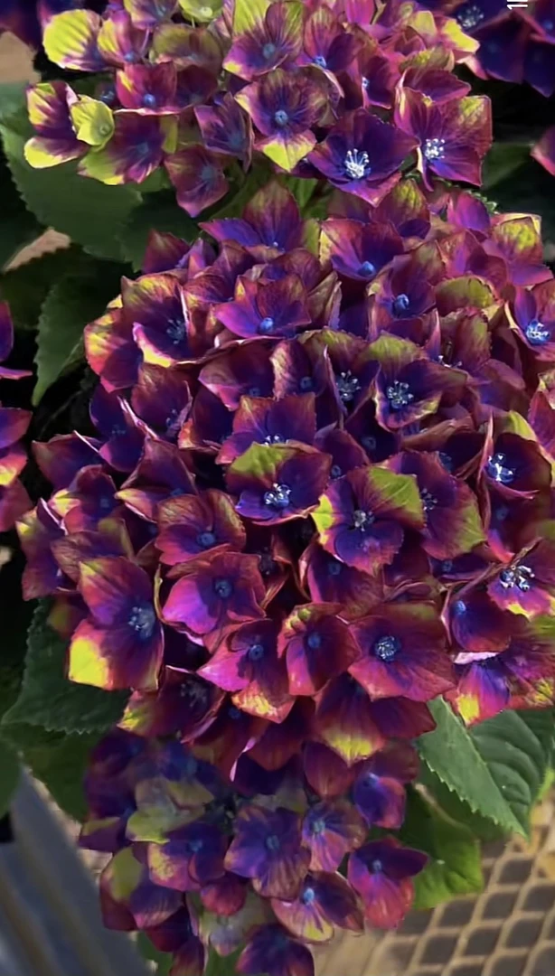 露天绣球一物一拍链接室内室外盆栽地栽易养活～紫色粉色