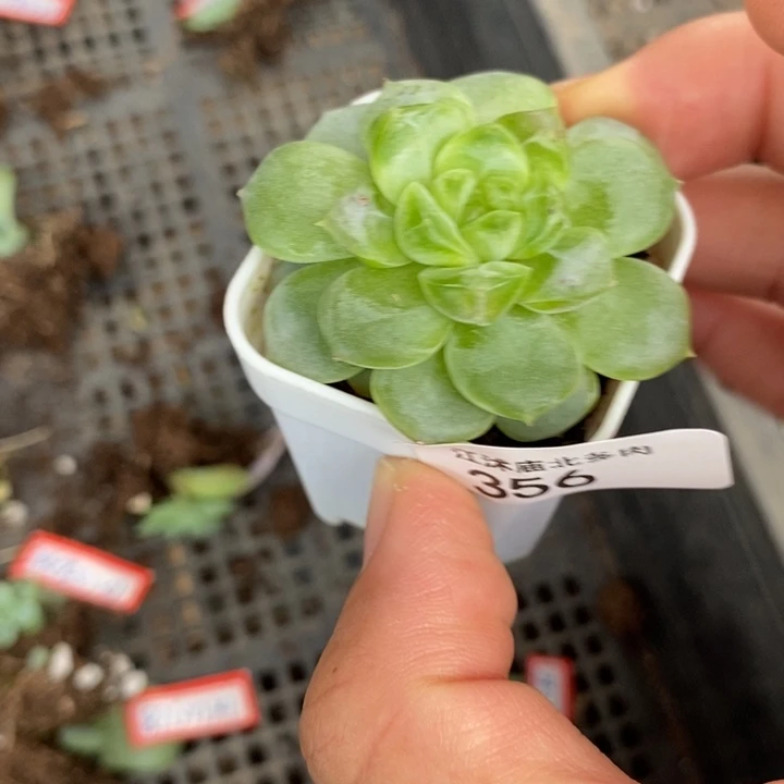 标 356飘枝甜心一个