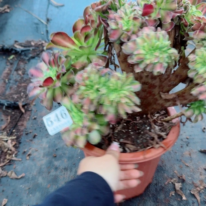 546韶华缀化多肉植物满28包