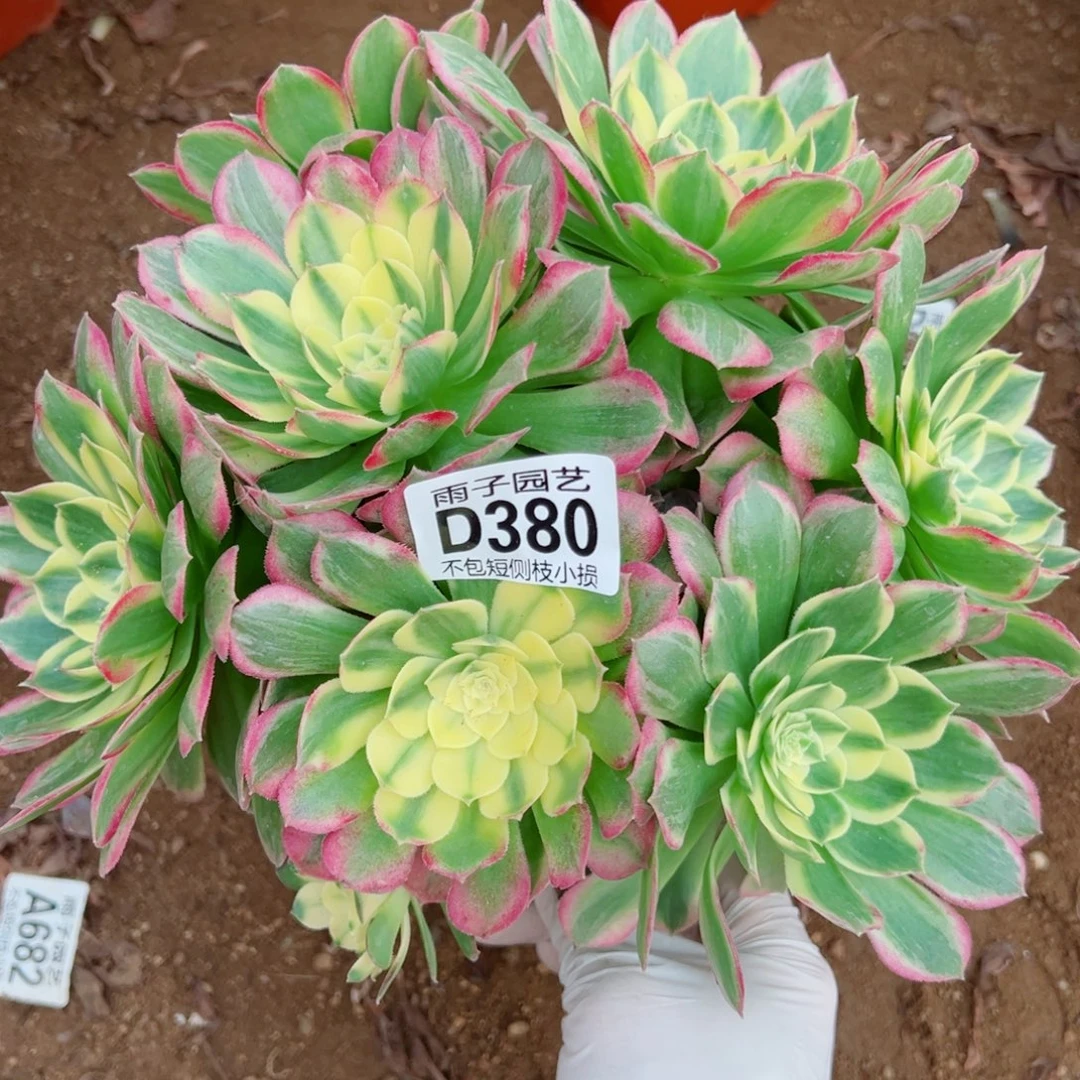 380海王雨子多肉植物