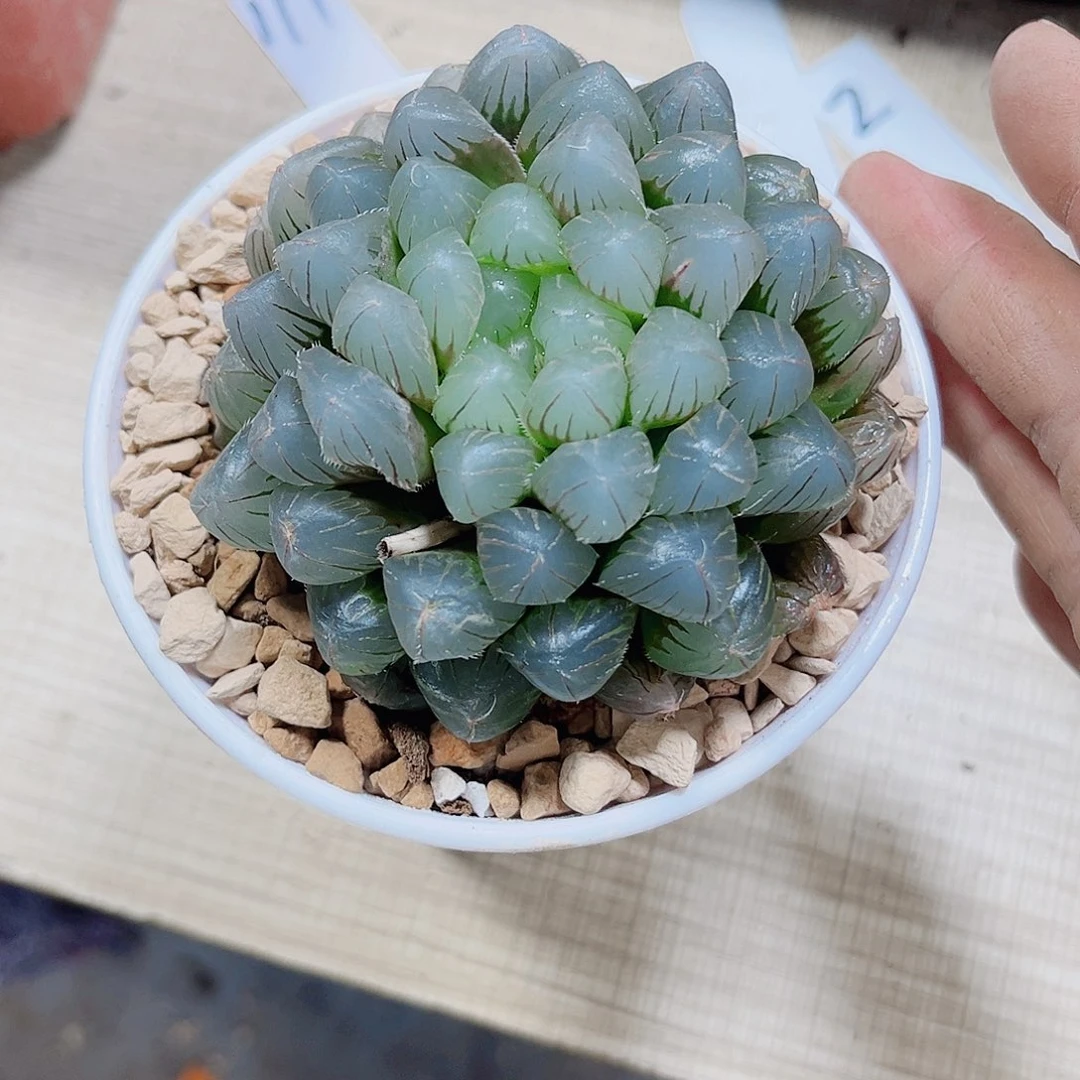 蓝镜玉露母本新手好养