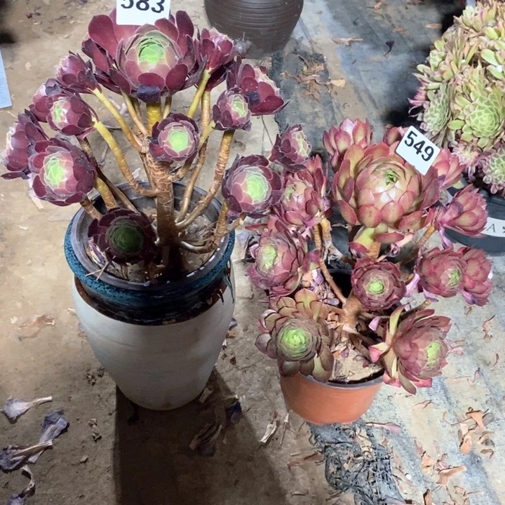 漂**海法师植物一物一拍583.549