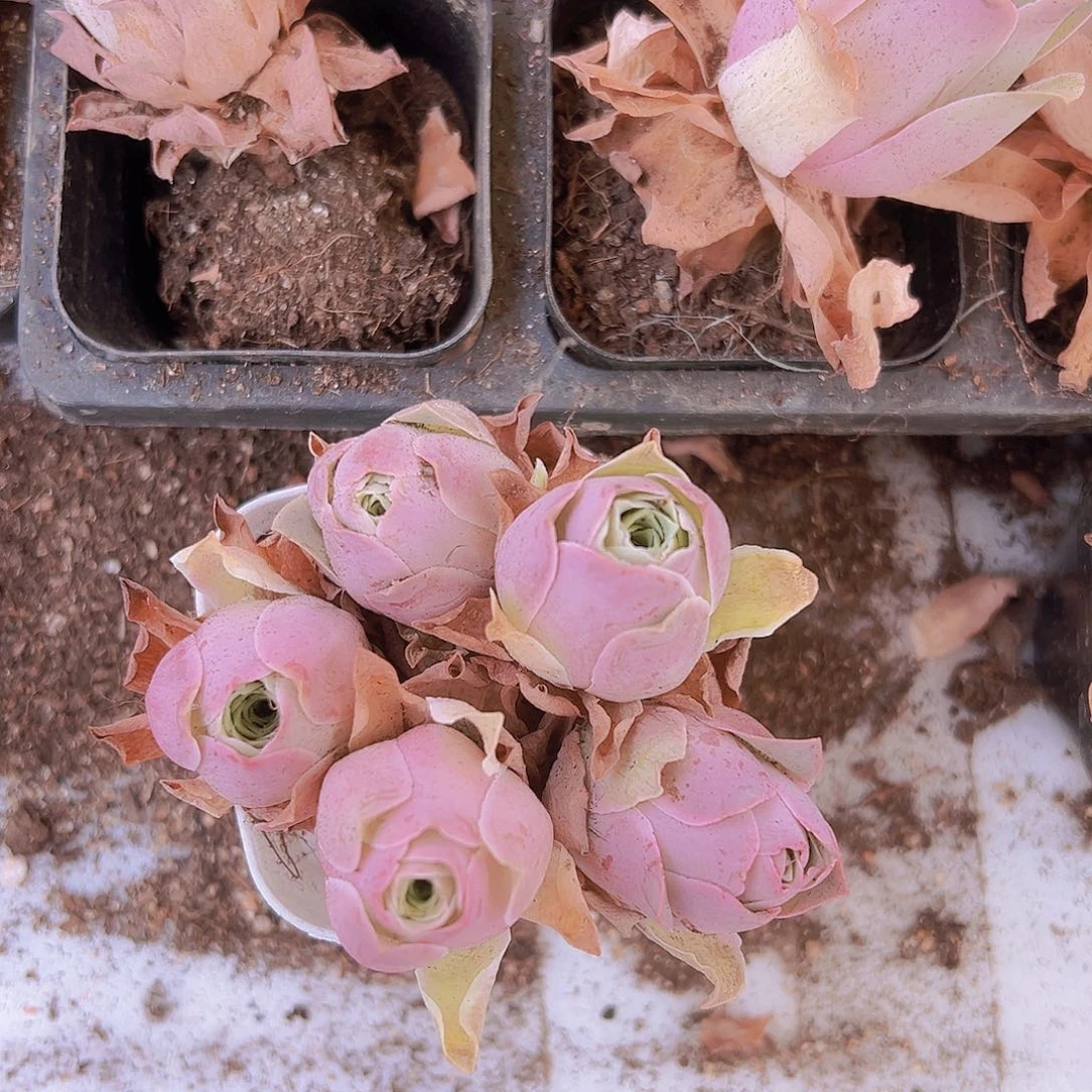 精品粉桃5颗玫瑰多肉