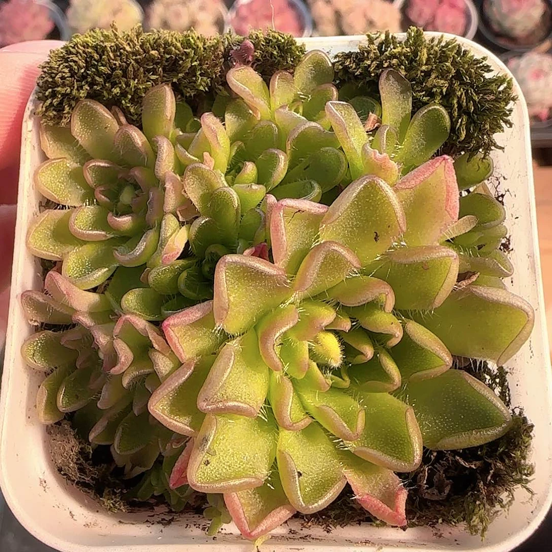 多肉1207-130近藤捕虫堇