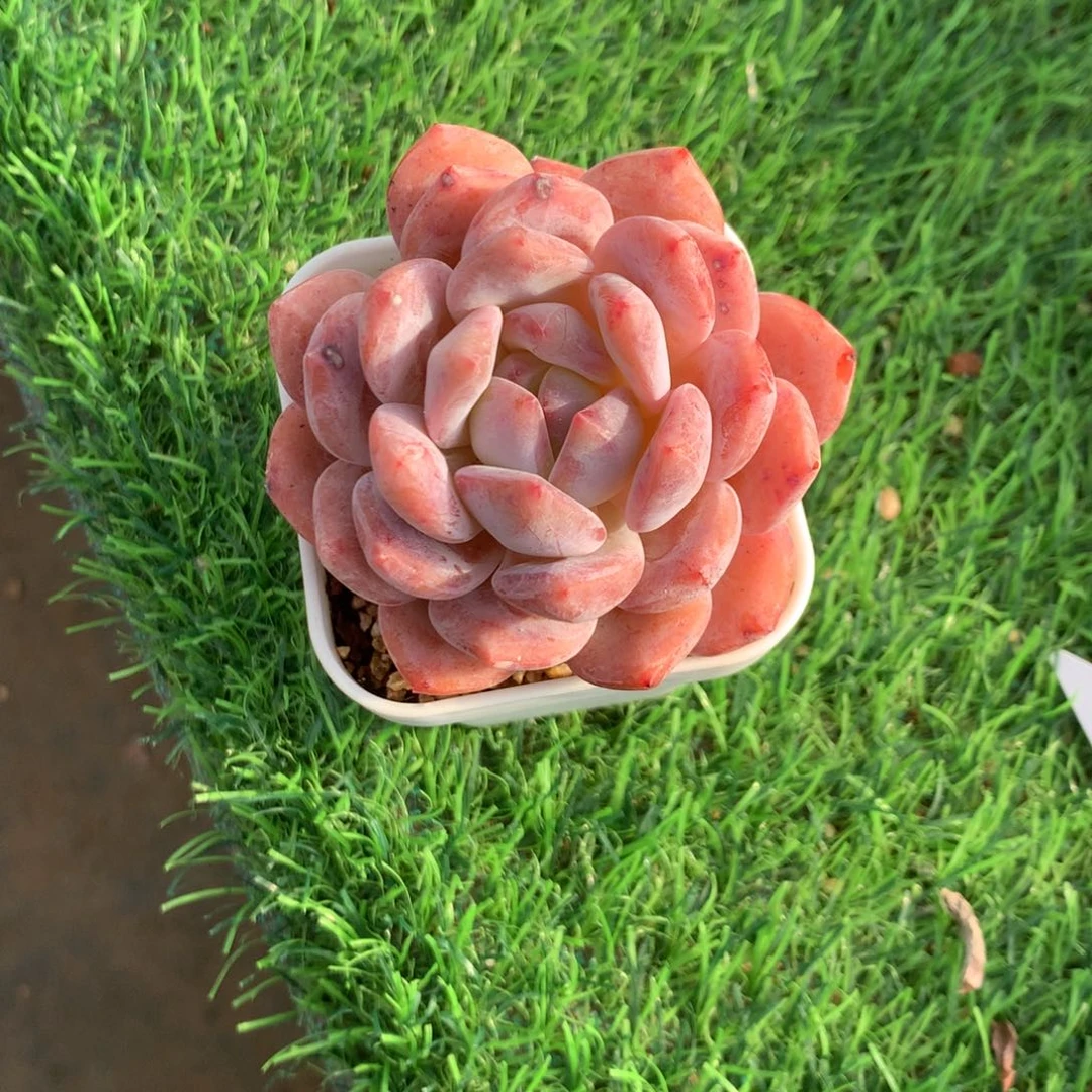 那就是说他也不会在