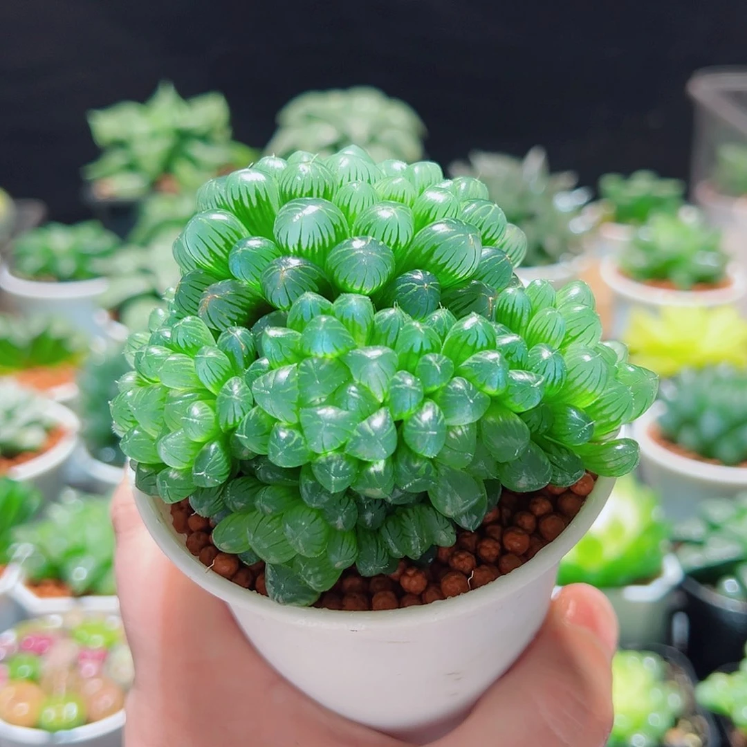 粉姬玉露群多肉多肉多肉