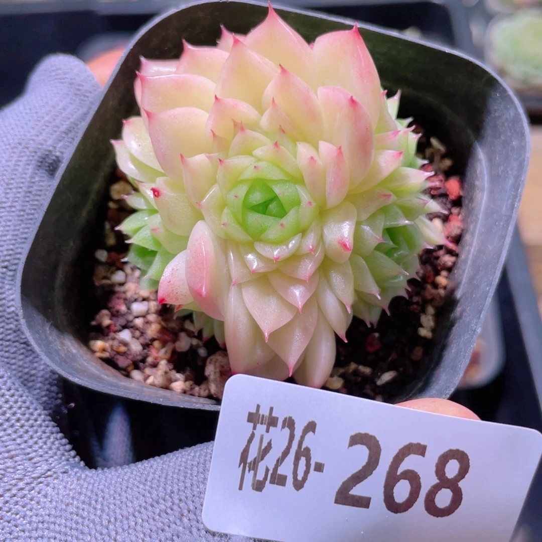 花利美26-268麦秆群