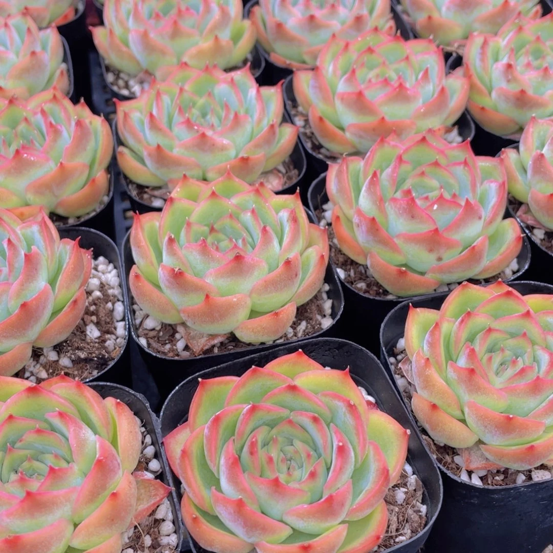 量拍37号 玫瑰花粉侧影单头一个