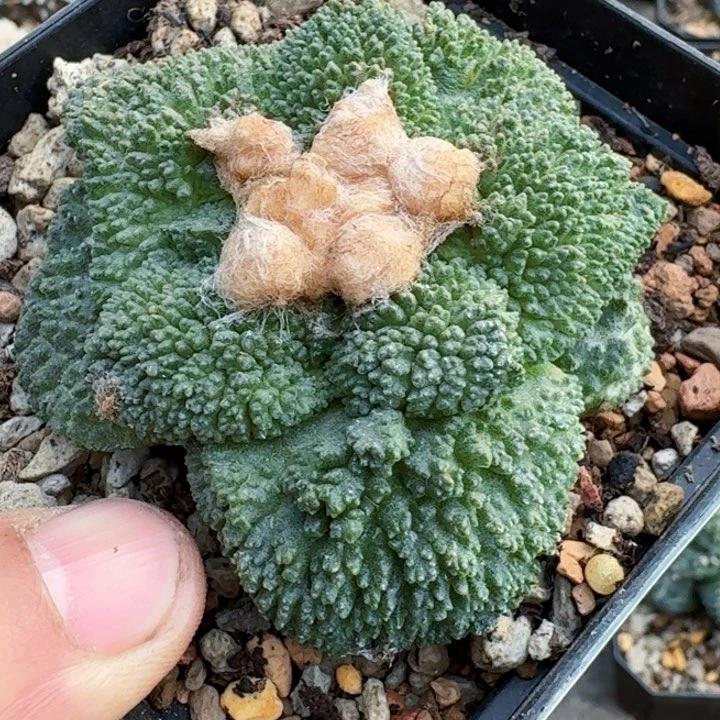 仙*福利自根大尤哥斯拉542