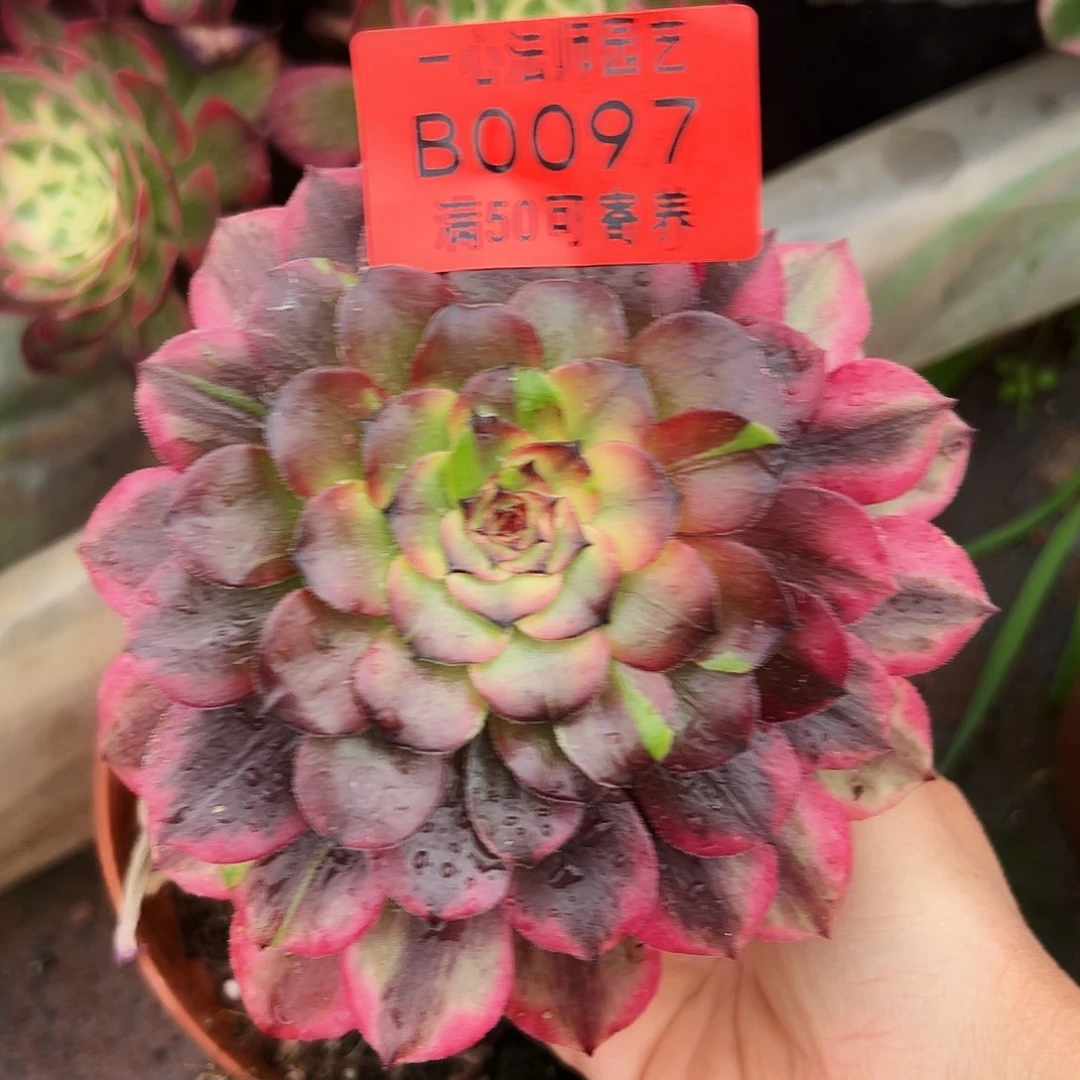 0097多肉植物胭脂