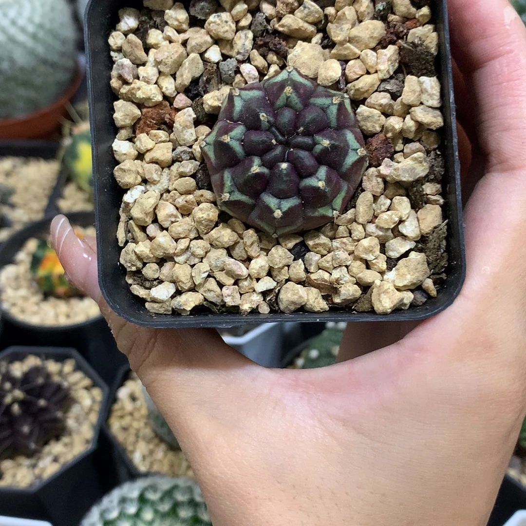 当前无花栽培后可以开花梦想仙人球