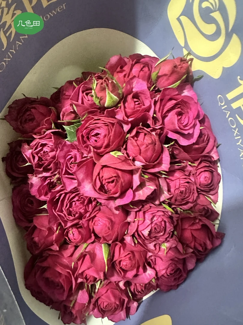测试紫----稀有多头玫瑰云南直发鲜花