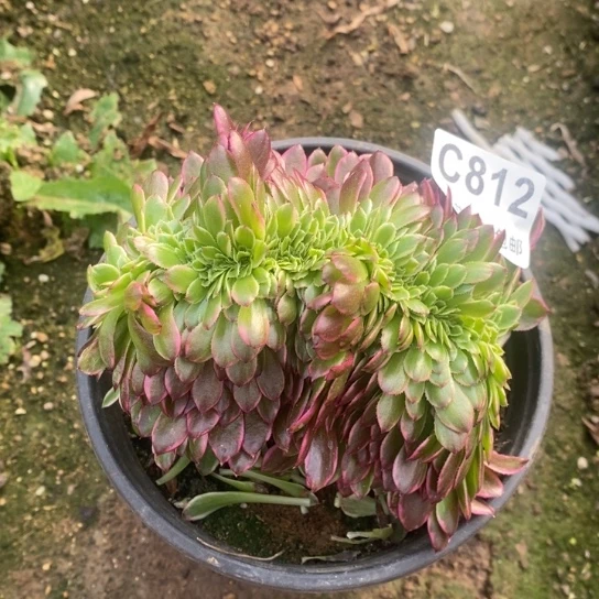 812朝霞缀多肉植物
