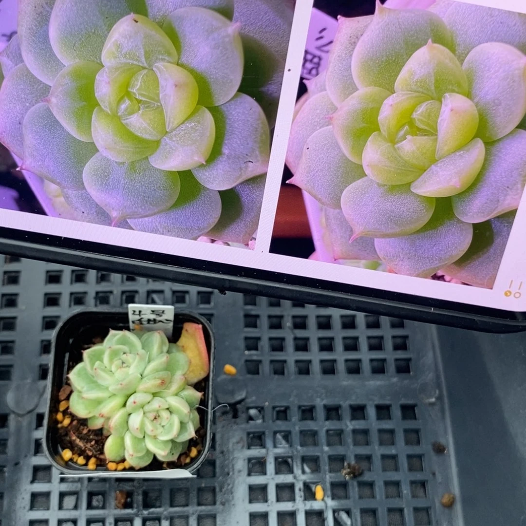 标签578甜心4号一个多肉