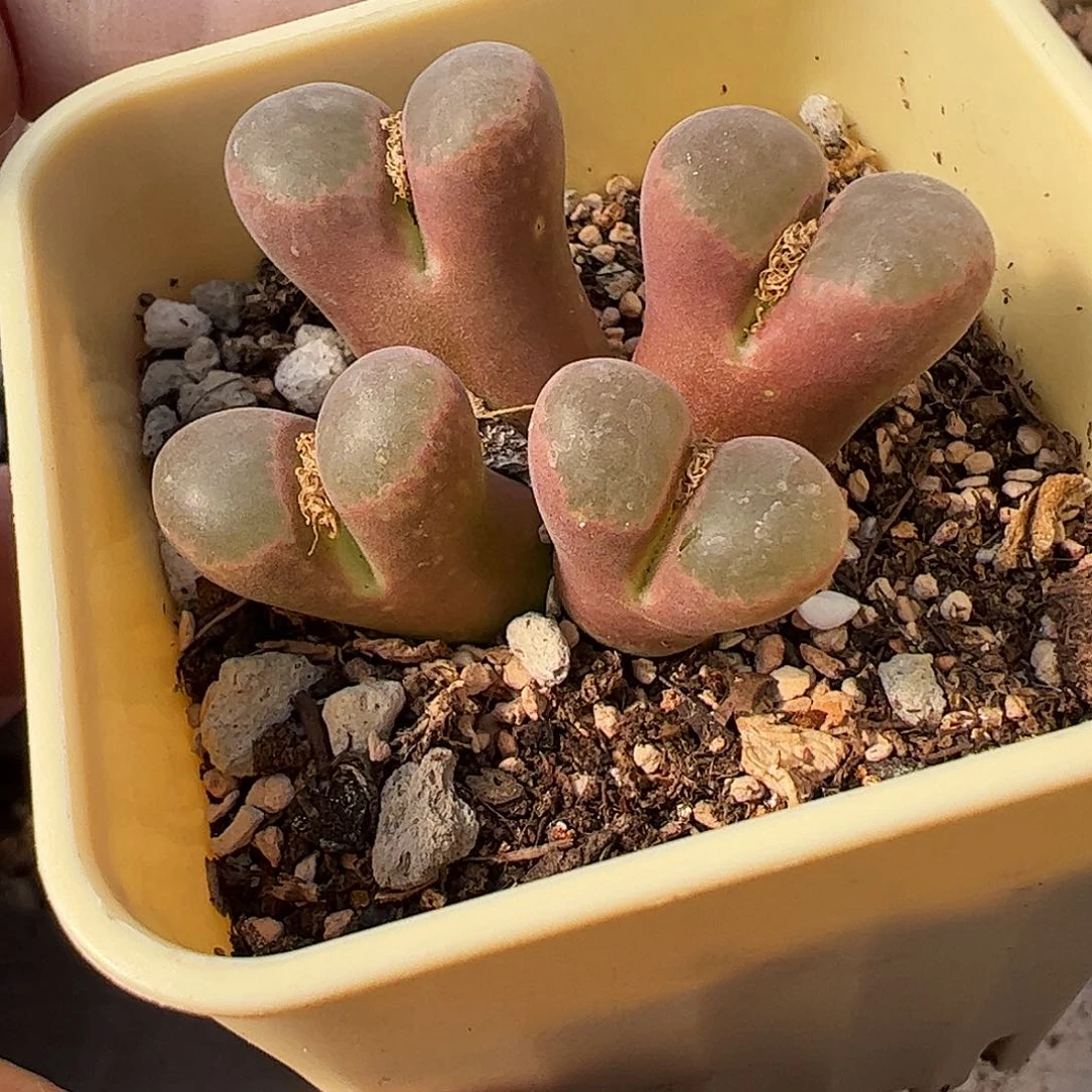 带盆发………………………………