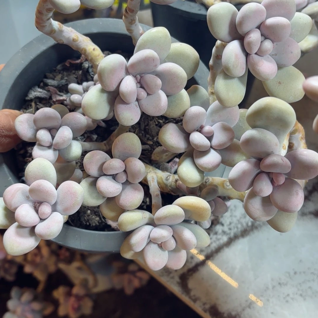 娟****询桃蛋97。