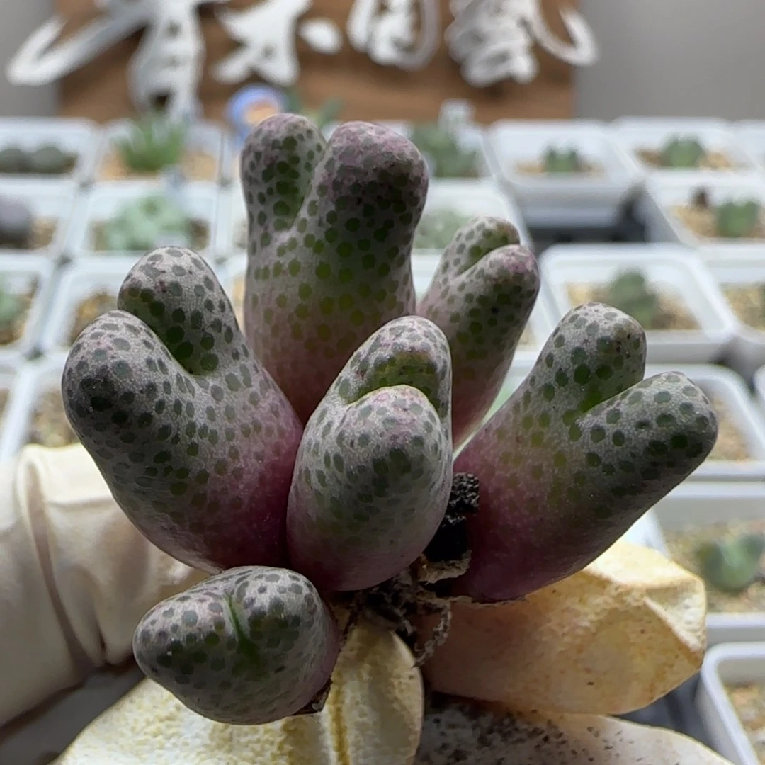 小***运9-28当天满38包邮日系大斑马脱土