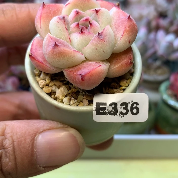 E336一物一拍带盆发