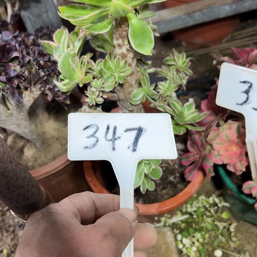 小****多肉植物大叶lvmeigui347