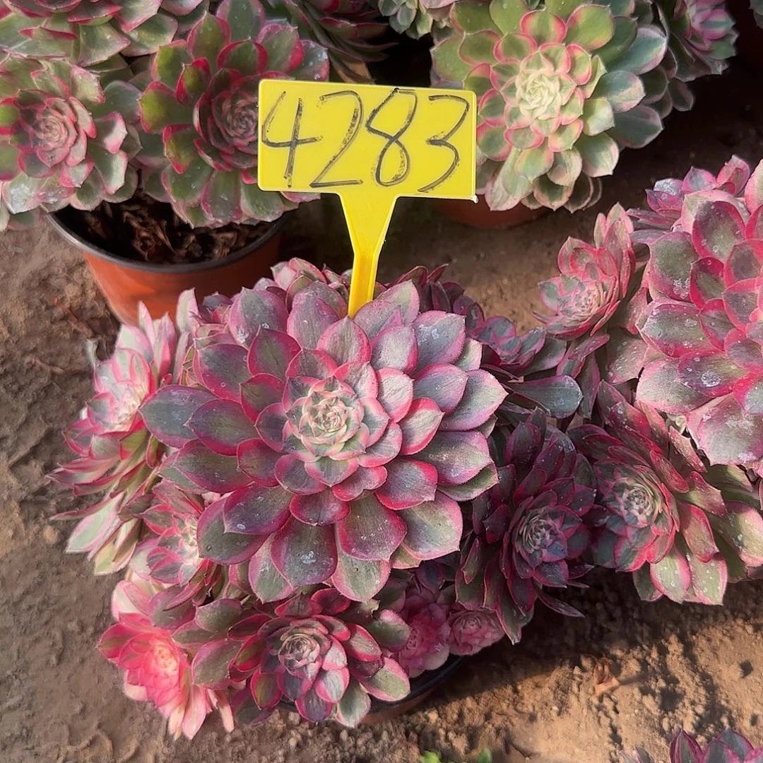 4283--+云荷多头多肉