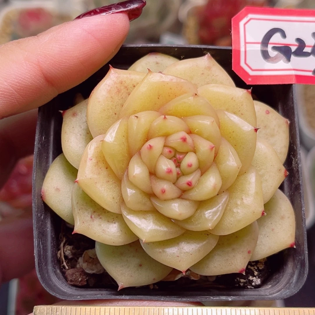 G23一物一拍 玉芷