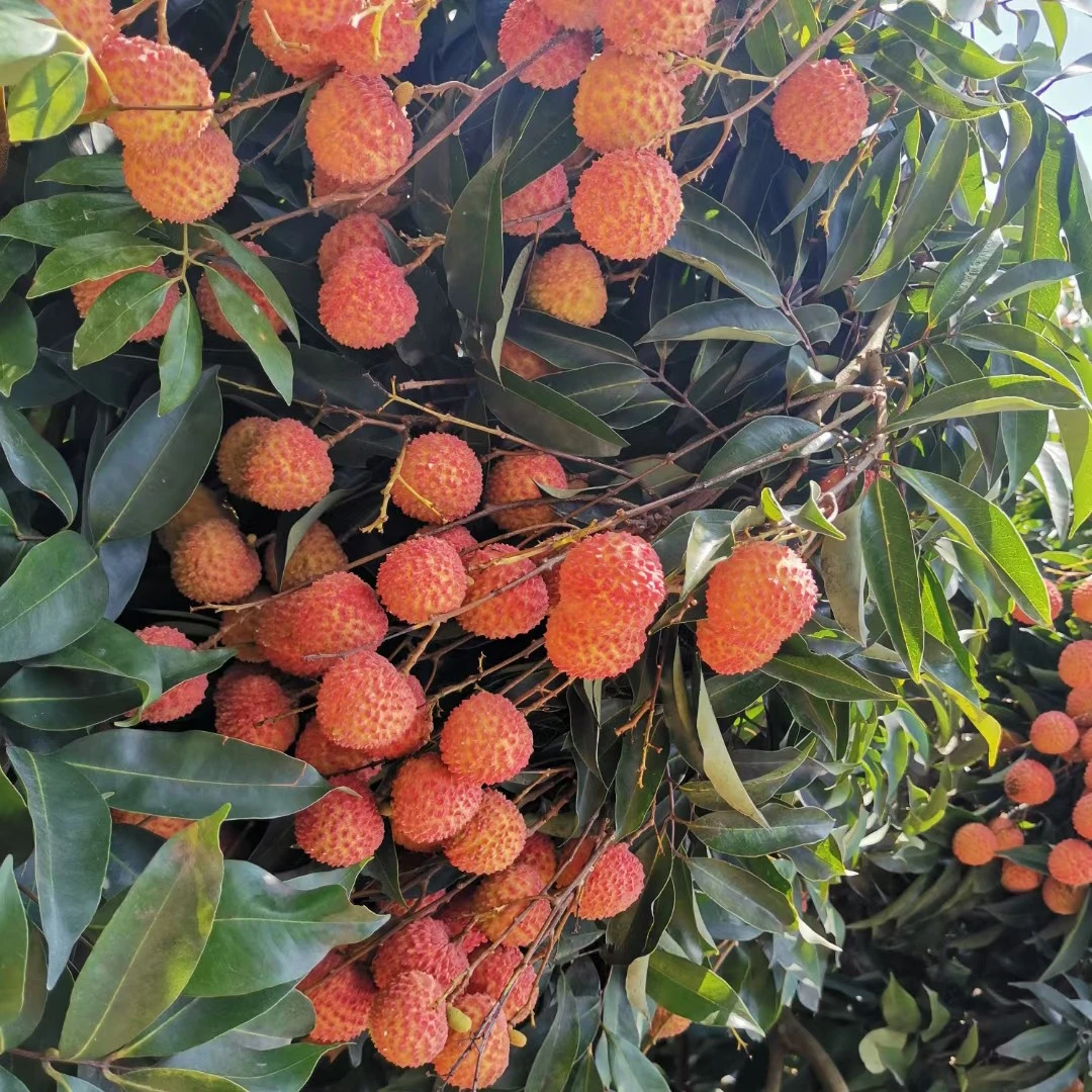 正宗灵山桂味荔枝现摘现发假一赔十（冷链）