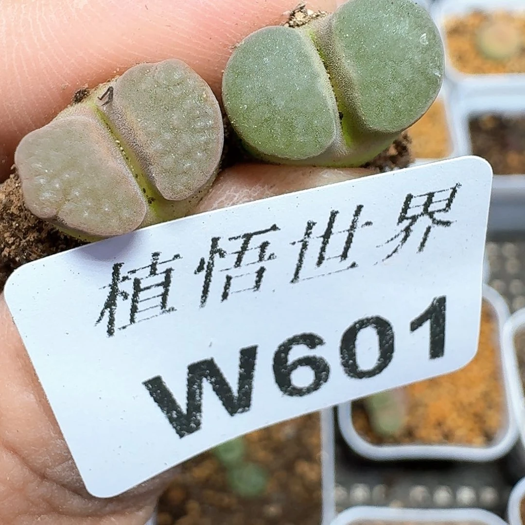 多肉植物的润泽额f g