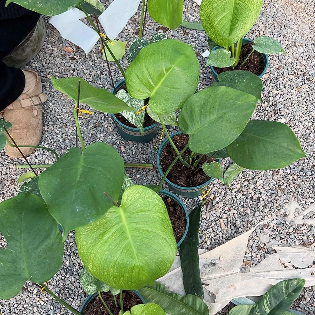 完全开放白怪兽随机发货不售后