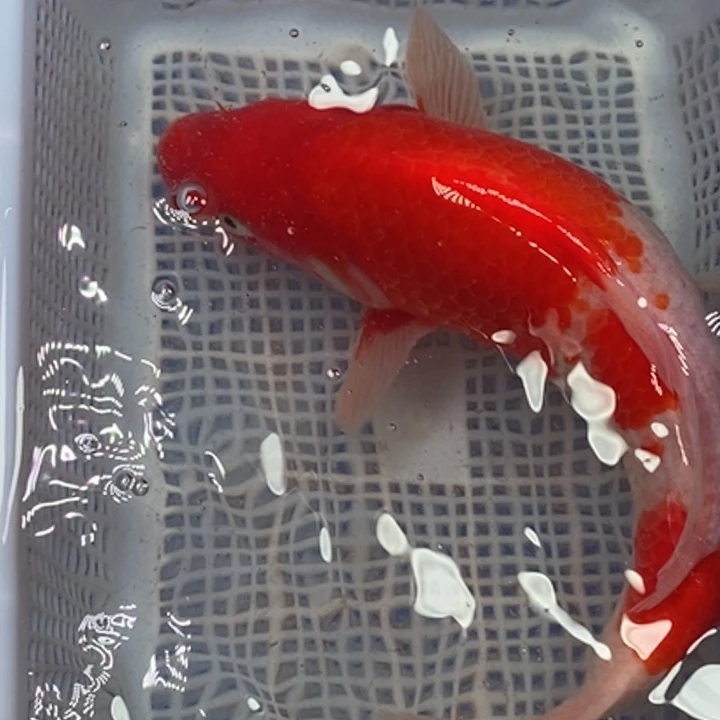 锦鲤冷水锦鲤包邮
