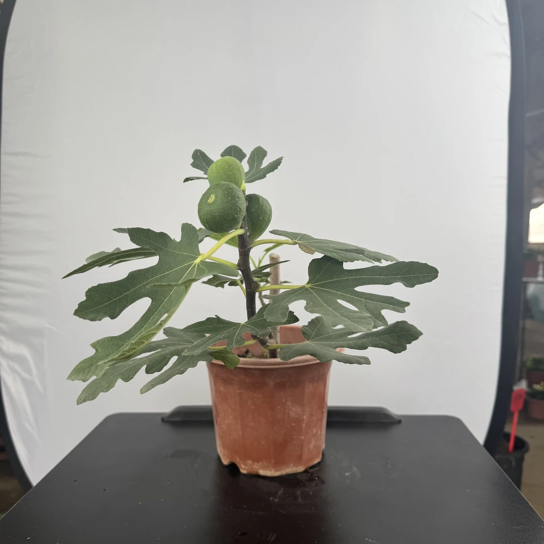 【布兰瑞克无花果盆栽】糖心爆汁当年果南北方耐寒耐旱神苗