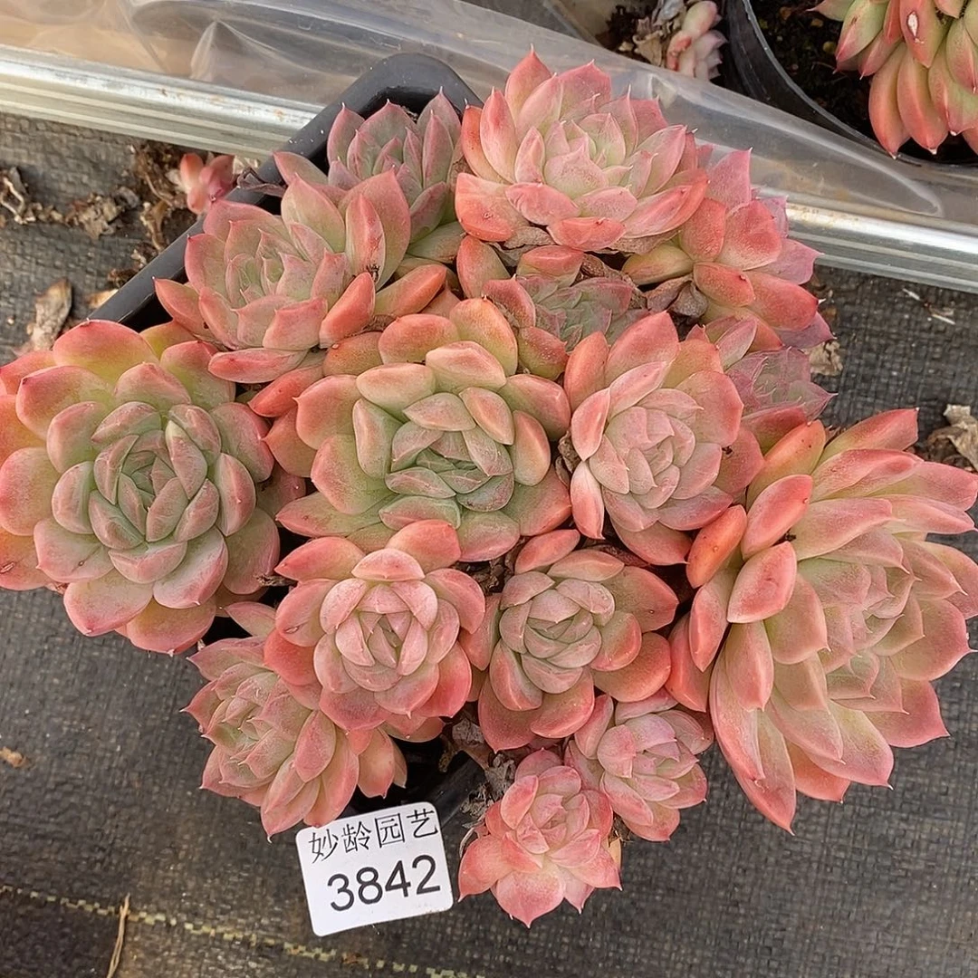 3842杂交老桩基地～18厘米